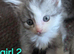 Beautiful 8-Week-Old Kittens Looking for Their Forever Homes