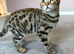 Stunning Bengal Kittens Available.