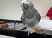 African grey super tame