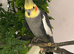Pair of cockatiels