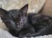 4 beautifull kittens for sale