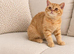 Red British shorthair kittens available now