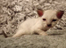 Part ragdoll Kittens ready to view