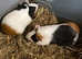 FRMALE BABY GUINEA PIGS