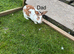 Rex cross rabbits