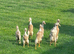 Pure Breed Female Indian Runner Ducks For Sale Lincolnshire