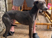 Saluki bull x whippet bull