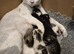 Bengal cross Kittens