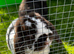 Gorgeous pure mini lop brothers