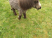 Shetland pony