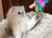 Pedigree persian kittens, white and chinchillas