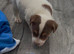 Jack Russell puppy’s