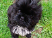 Imperial shizu female