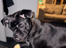 Boston terrier / Pug 1 year old
