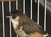Bengalese finch