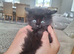 Kittens tabby