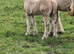 **Double Pearl filly**