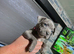 Blue Staffordshire Bull Terrier Champion Pups
