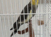 Male cockatiel