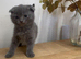 Kitten 8 weeks