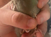 Hand Reared Kakarikis