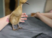 2 x 2 week old ducklings