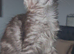 Maine coons World Champion Bloodlines