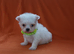 Korean maltese