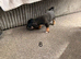 Jack Russel puppies