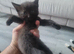 Fluffy siberian kittens
