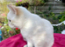 Adorable Vaccinated Neutered Kittens