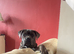 Cane corso puppy 10 months old