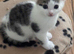 Kitten