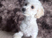 Beautiful Toy poodle 12 months old.