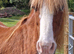Splat looking for forever home