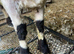 Valais blacknose ram lamb fully registered