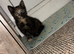 Female kitten