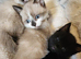 1 black male kitten
