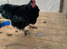 Black Orpington cockerel