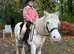 Mini Cob Gelding