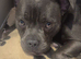 Half french half staffie
