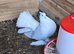Indian fantail very nice white female