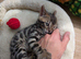 Pure Bengal kittens mum and dad TICA registered