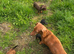 Stunning KC registered Standard Dachshund litter