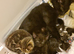 3 male kitten's 3 weeks old