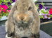 Agouti Doe available for Reservation