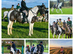 15.1hh 5 yr old Cob x TB/NF Coloured Mare