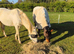 15hh Companion Light Hack Mare for Full Loan