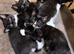 kittens to a loving home