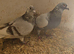 Vandabulk pair